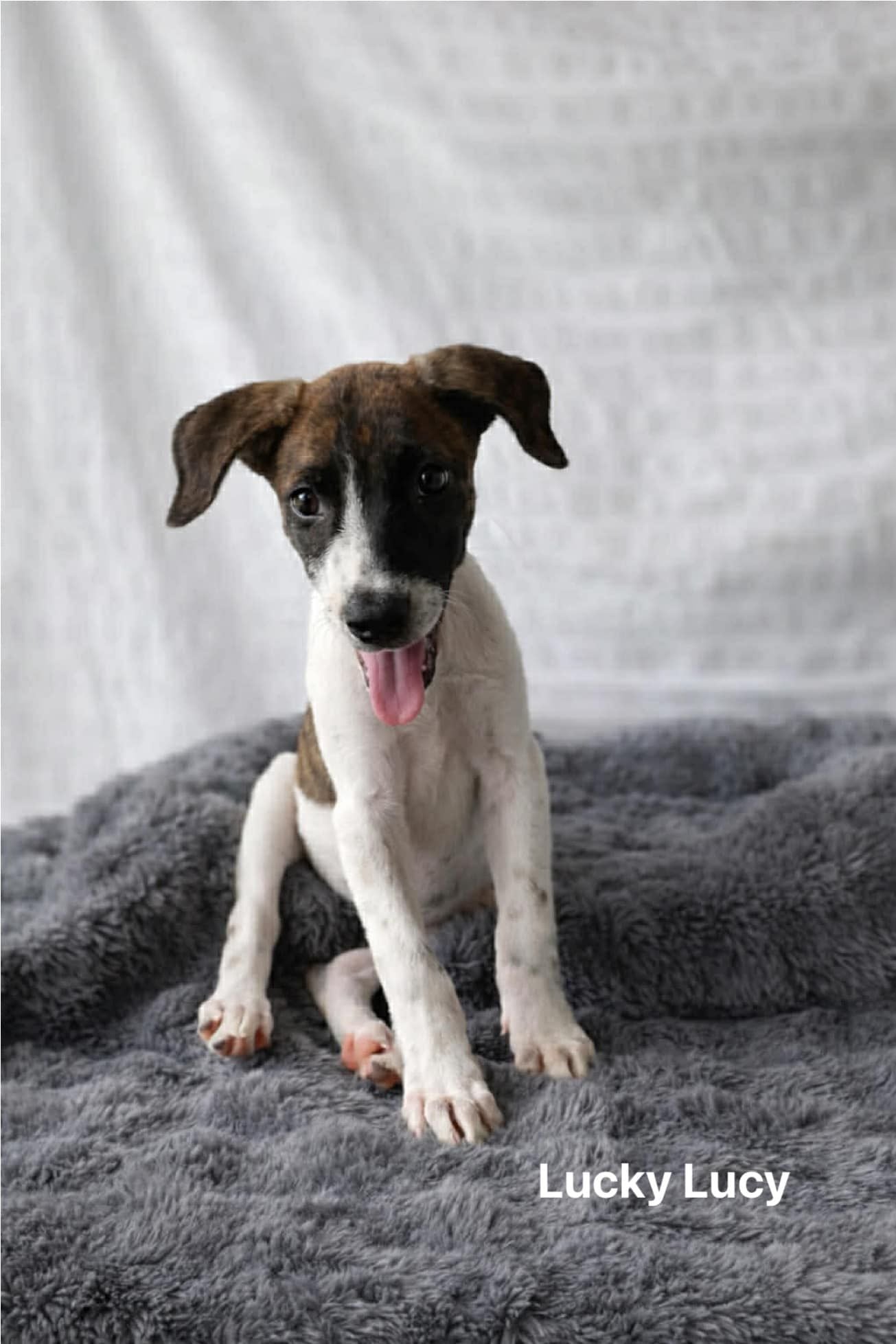 Lucky Lucy Lucky Lucy